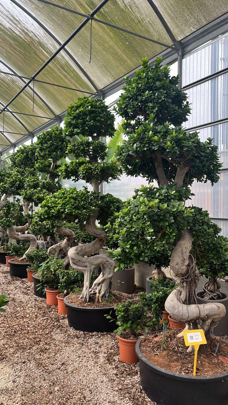 FICUS S. MICROCARPA
