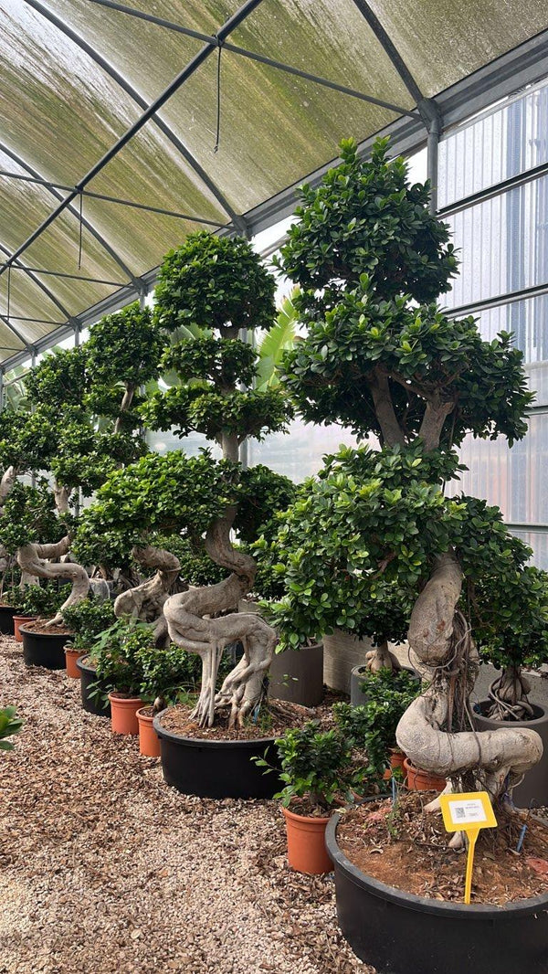 FICUS S. MICROCARPA