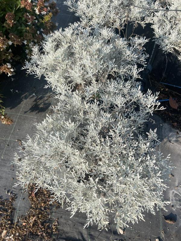 CINERARIA MARITTIMA SILVER DUST
