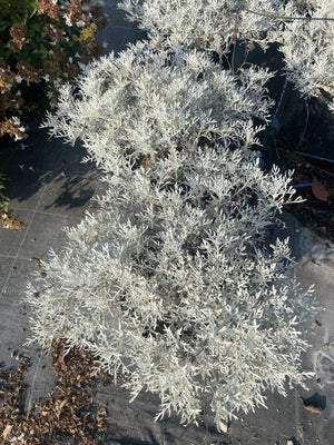 CINERARIA MARITTIMA SILVER DUST