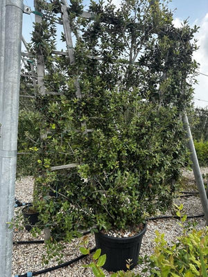 QUERCUS S. ILEX