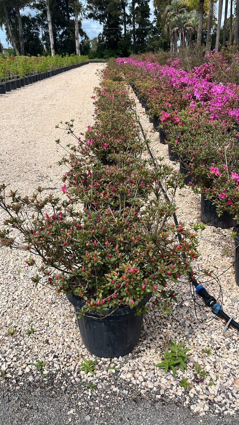RHODODENDRON JAPONICA PRIDE OF DORKING