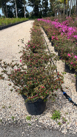 RHODODENDRON JAPONICA PRIDE OF DORKING
