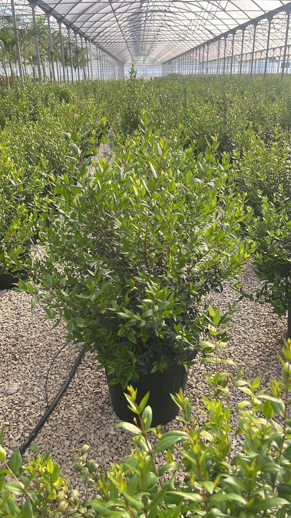 MYRTUS COMMUNIS NERO