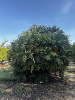 CHAMAEROPS HUMILIS TIPOLOGIA1