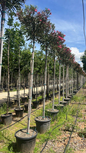 NERIUM OLEANDER PAPA GAMBETTA