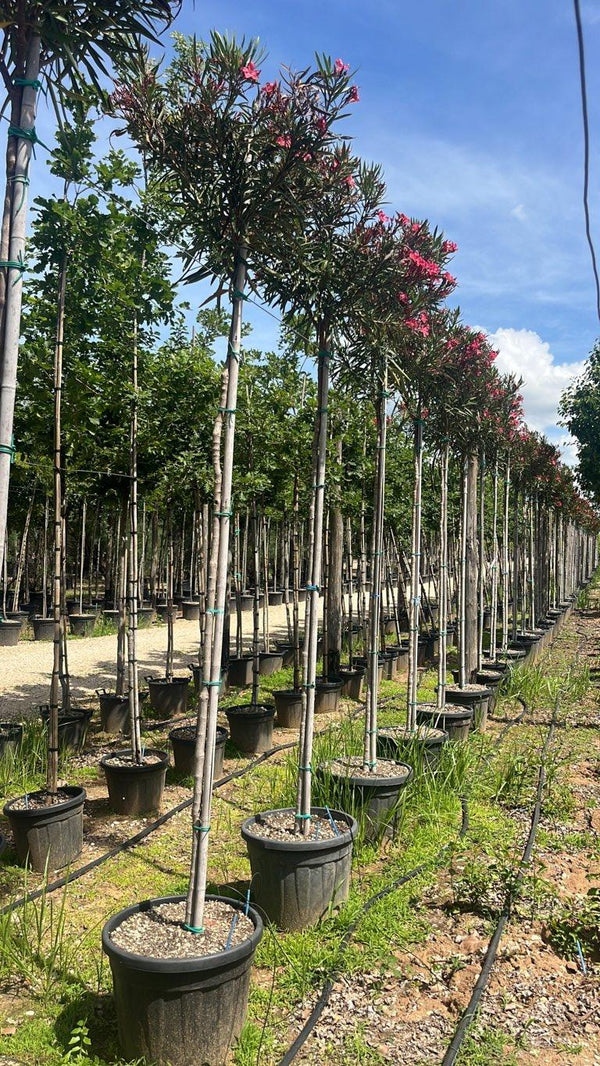 NERIUM OLEANDER PAPA GAMBETTA