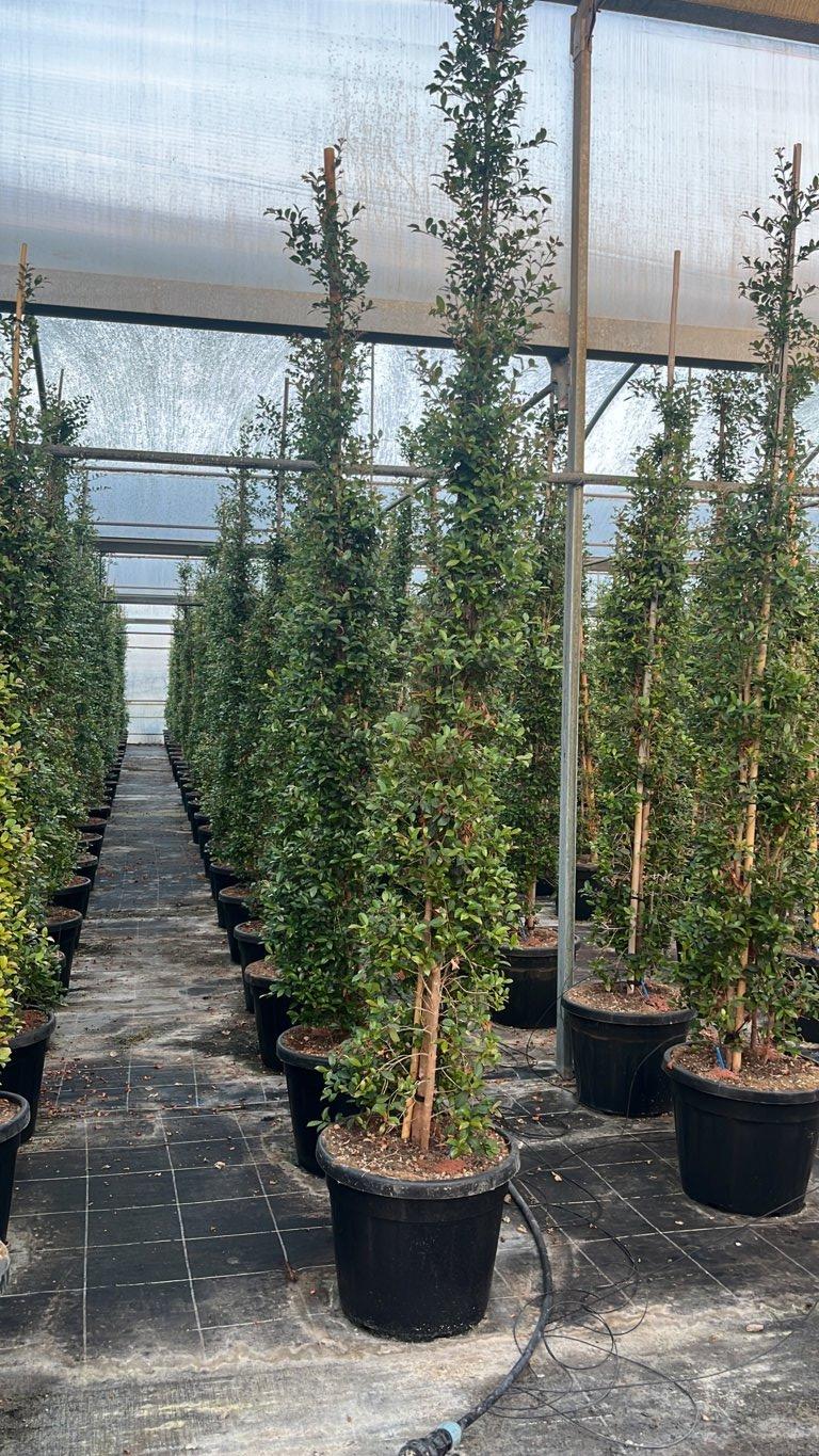 EUGENIA MYRTIFOLIA NEW PORT