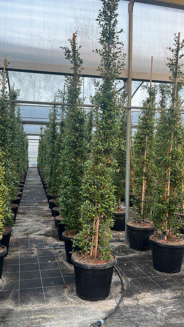 EUGENIA MYRTIFOLIA NEW PORT