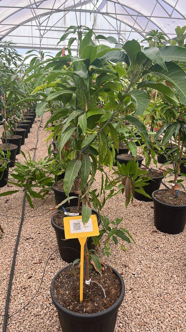MANGIFERA INDICA IRWIN