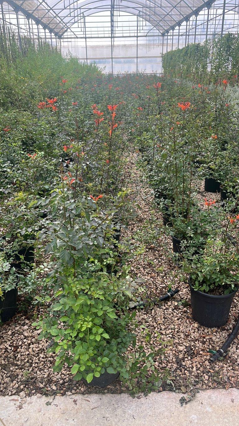 CAMPSIS RADICANS NANA