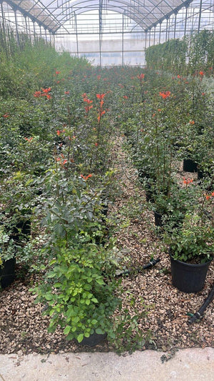 CAMPSIS RADICANS NANA