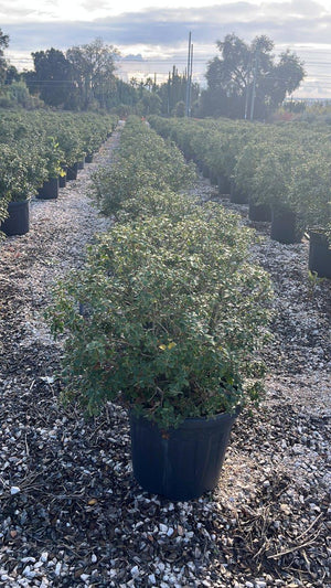 OSMANTHUS X BURKWOODII