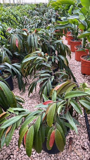 FICUS S. BINNENDIJKII AMSTEL KING