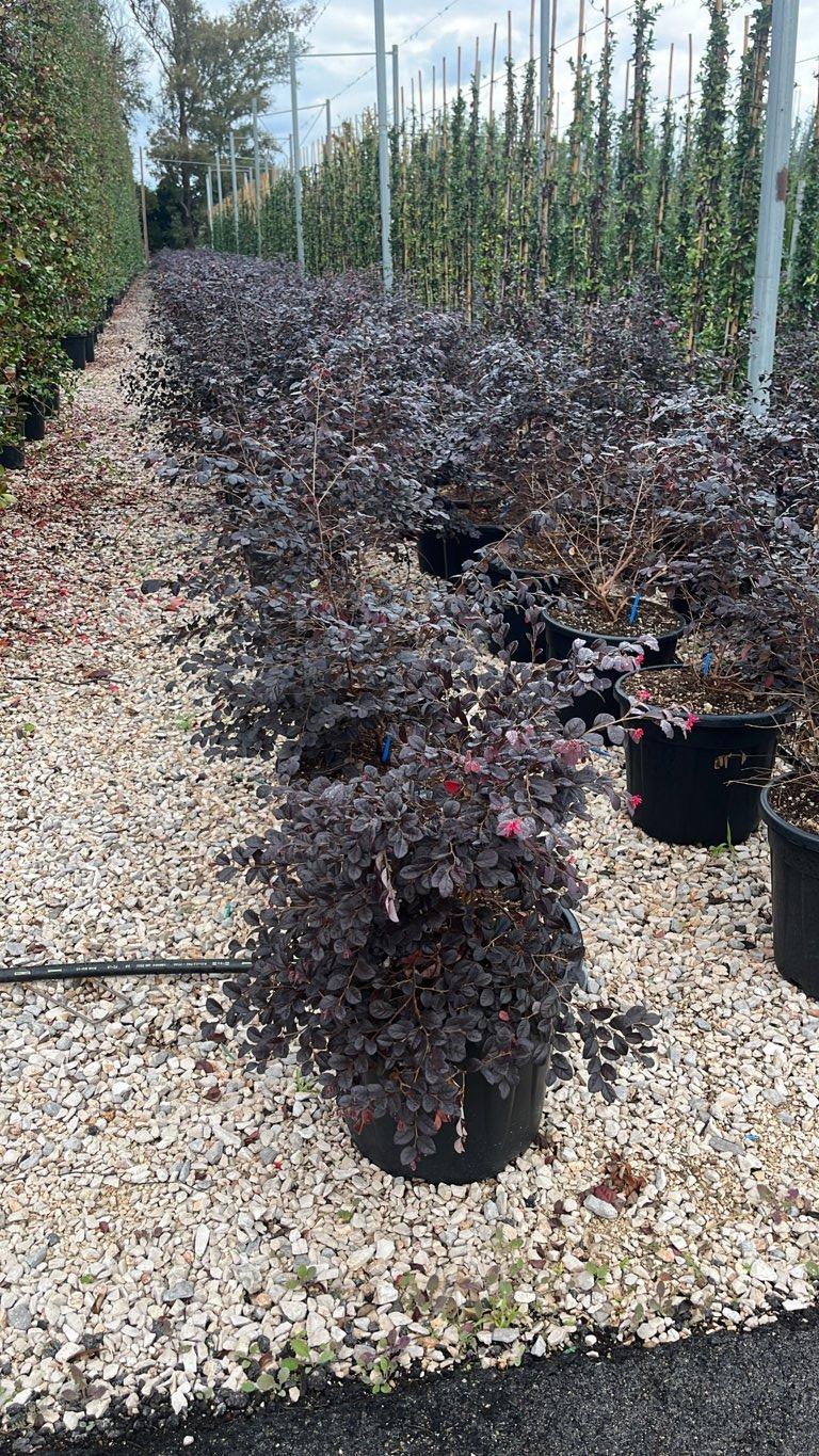 LOROPETALUM CHINENSIS BLACK