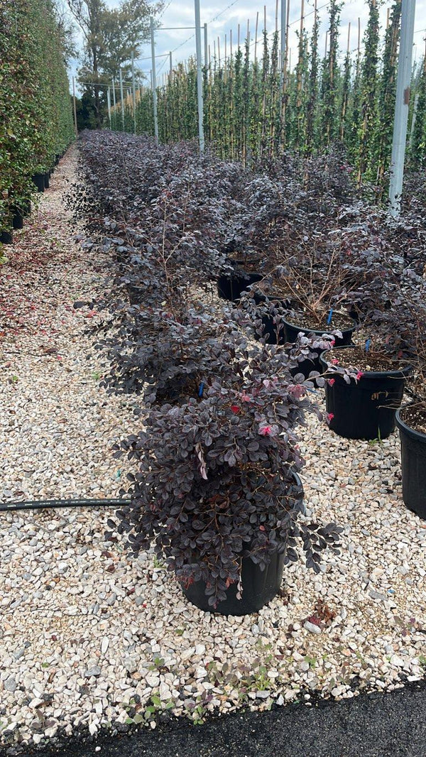 LOROPETALUM CHINENSIS BLACK