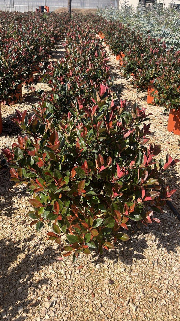 PHOTINIA X FRASERI LITTLE RED ROBIN