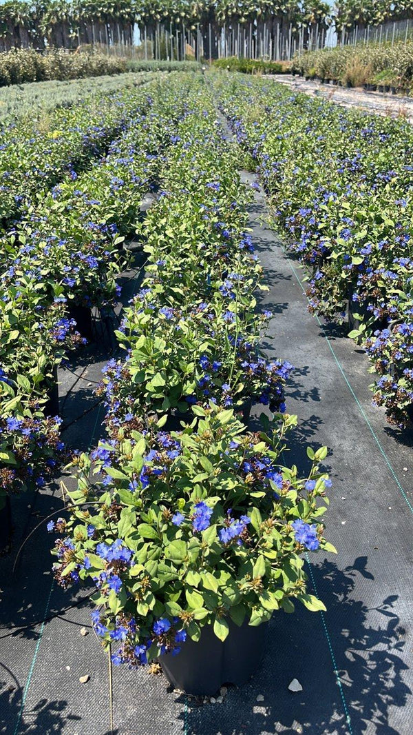 CERATOSTIGMA PLUMBAGINOIDES