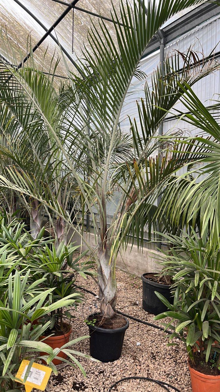 DYPSIS DECARYI