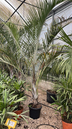 DYPSIS DECARYI