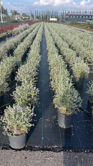 TEUCRIUM FRUTICANS
