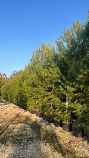 PINUS HALEPENSIS