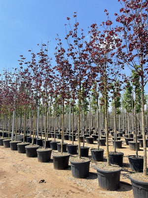 ACER PLATANOIDES CRIMSON KING