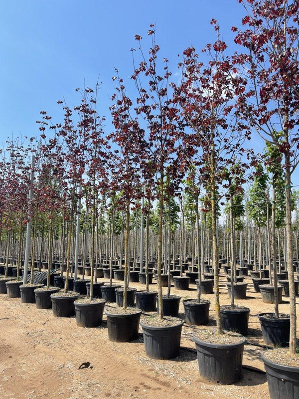 ACER PLATANOIDES CRIMSON KING