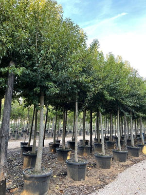 LIGUSTRUM JAPONICUM