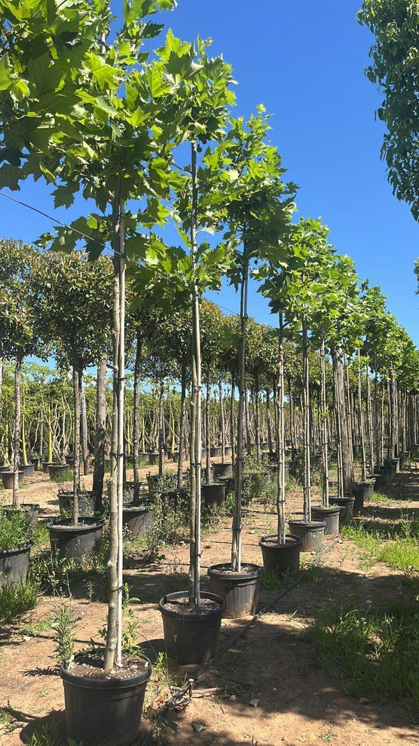 PLATANUS ACERIFOLIA