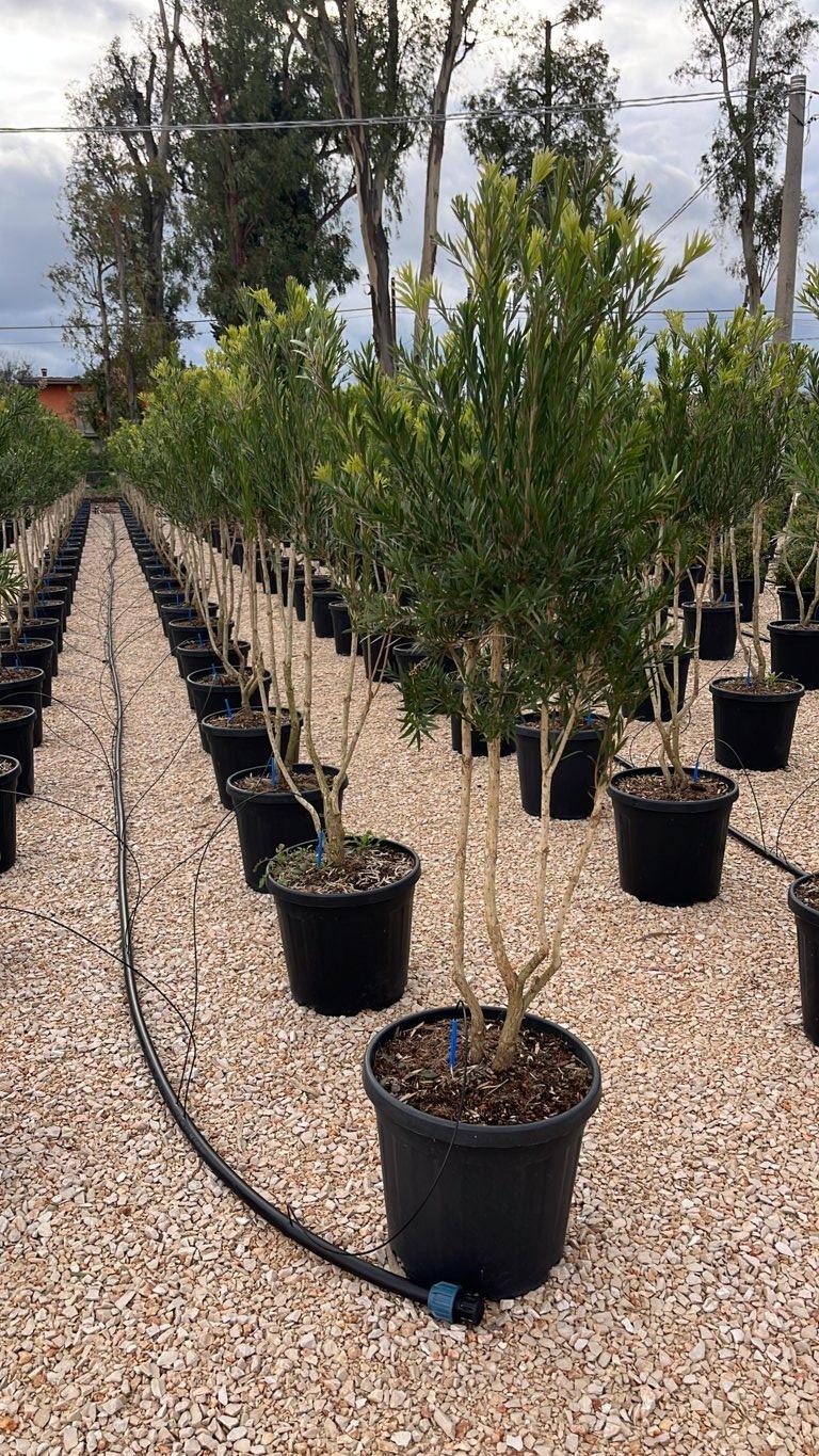 CALLISTEMON VIMINALIS RED STAR