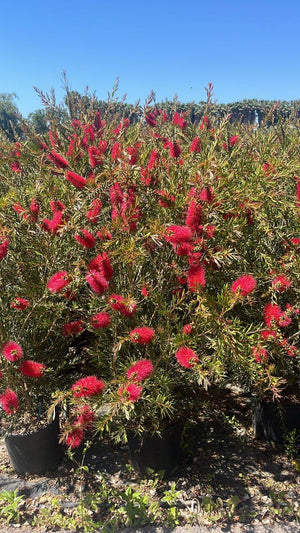 CALLISTEMON LINEARIS