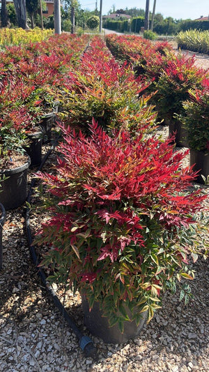 NANDINA DOMESTICA OBSESSED SEIKA