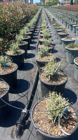 LAVANDULA INTERMEDIA PHENOMENAL