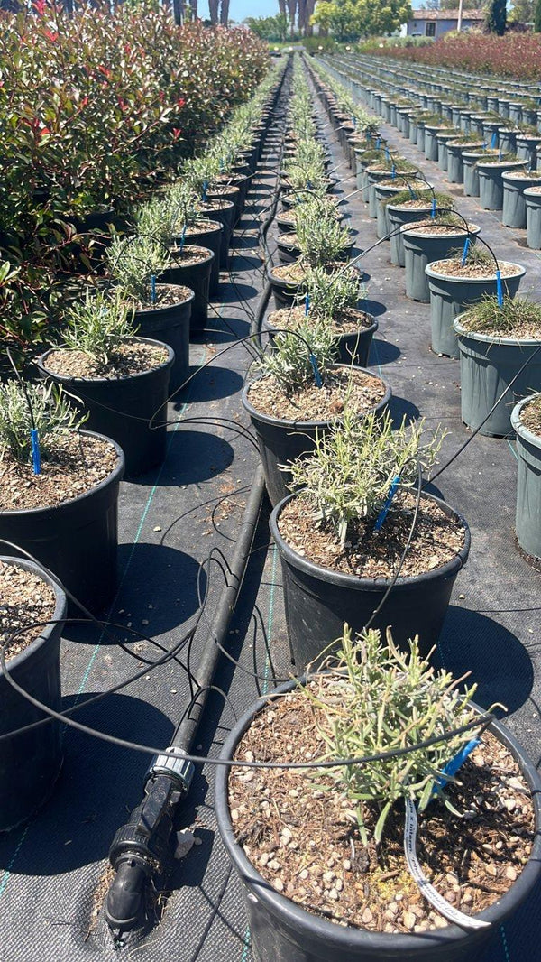 LAVANDULA INTERMEDIA PHENOMENAL