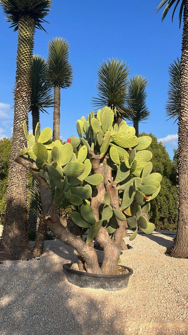 OPUNTIA FICUS - INDICA