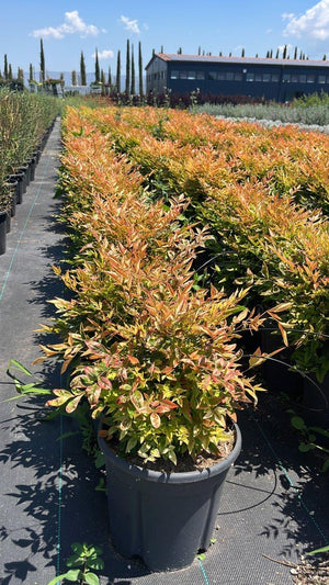 NANDINA DOMESTICA GULF STREAM