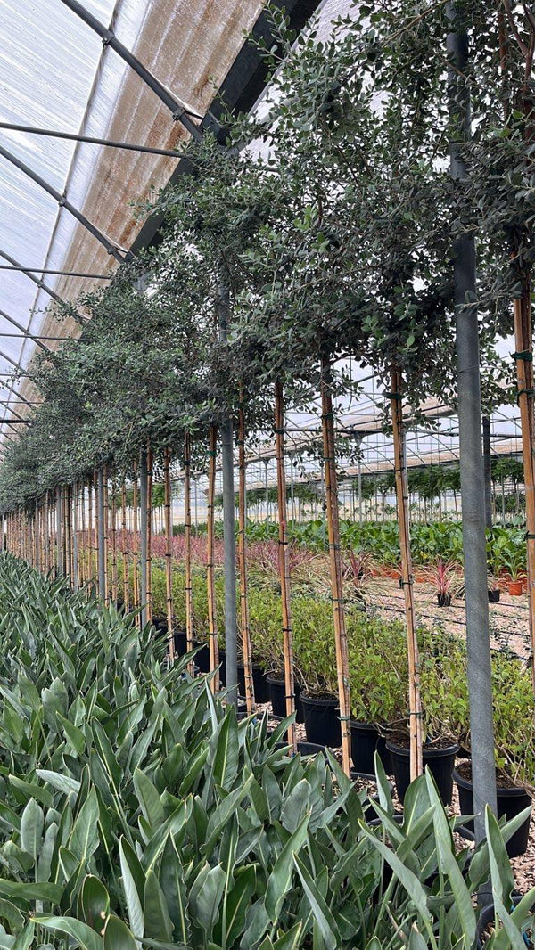 METROSIDEROS EXCELSA