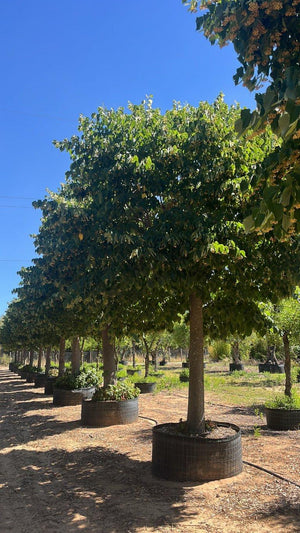 TILIA CORDATA
