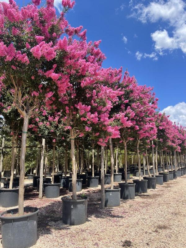 LAGERSTROEMIA INDICA
