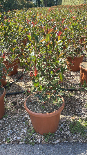 PHOTINIA X FRASERI CARRE ROUGE