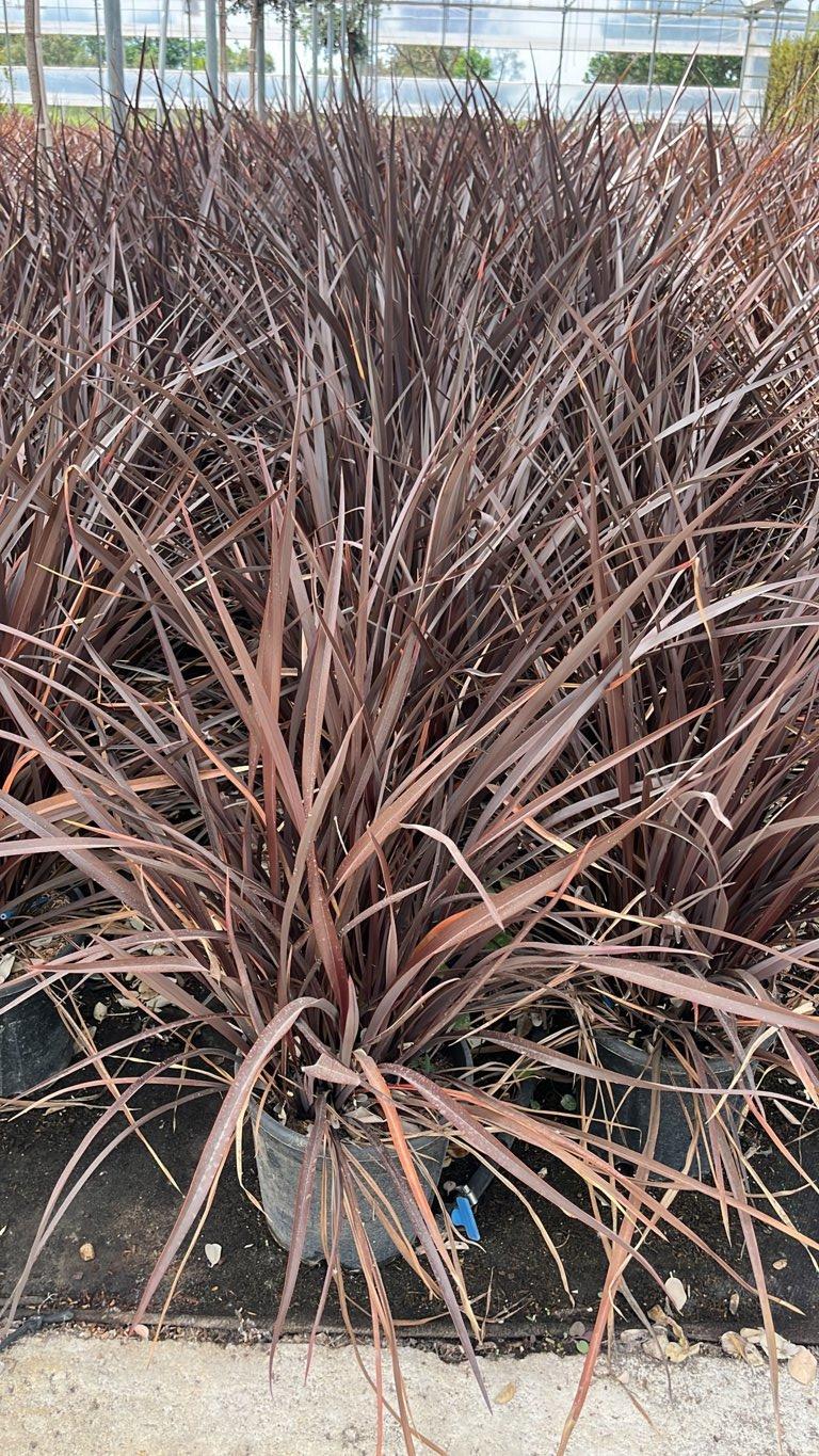 PHORMIUM TENAX RUBRA NANA