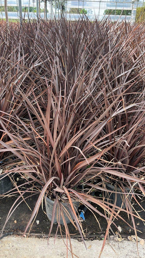 PHORMIUM TENAX RUBRA NANA