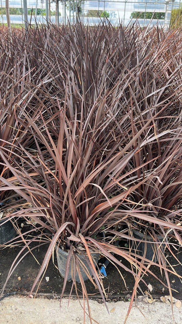 PHORMIUM TENAX RUBRA NANA