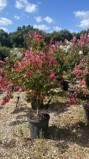 LAGERSTROEMIA INDICA BERLINGOT