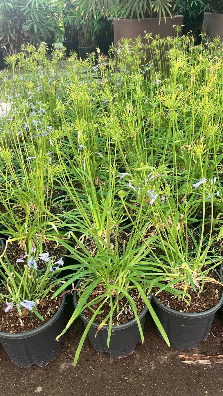 AGAPANTHUS LAMOUR DETE BLEU