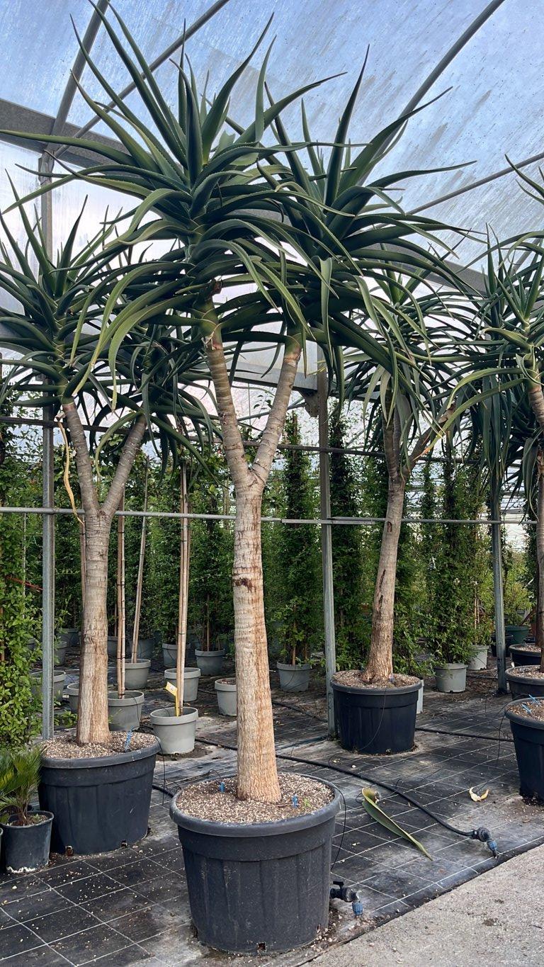 ALOIDENDRON BARBERAE