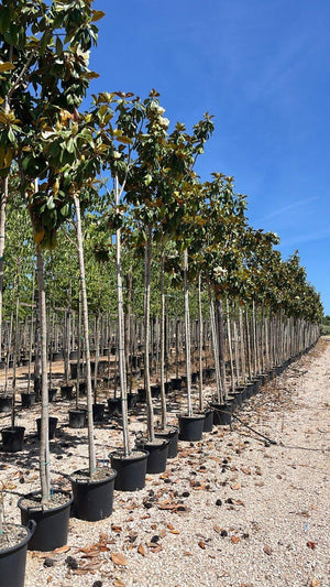 MAGNOLIA S. GRANDIFLORA GOLIATH (PRECOX)