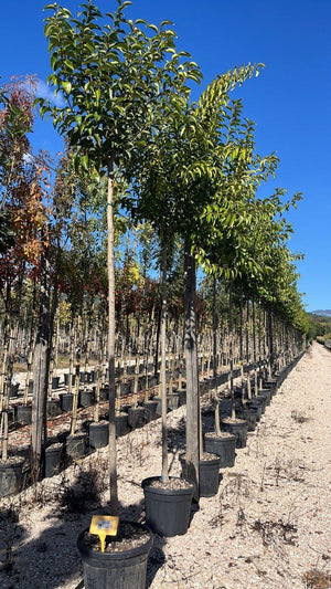 LIGUSTRUM JAPONICUM
