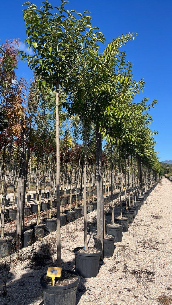 LIGUSTRUM JAPONICUM